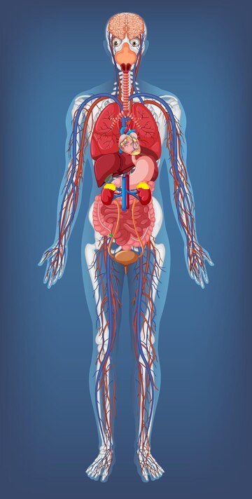 Body Basics